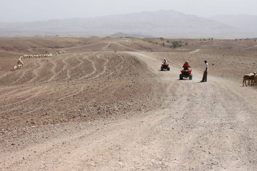 Camel Ride & Quad Bike Experience in Agafay Rocky Desert