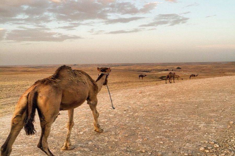 Camel Ride & Quad Bike Experience in Agafay Rocky Desert