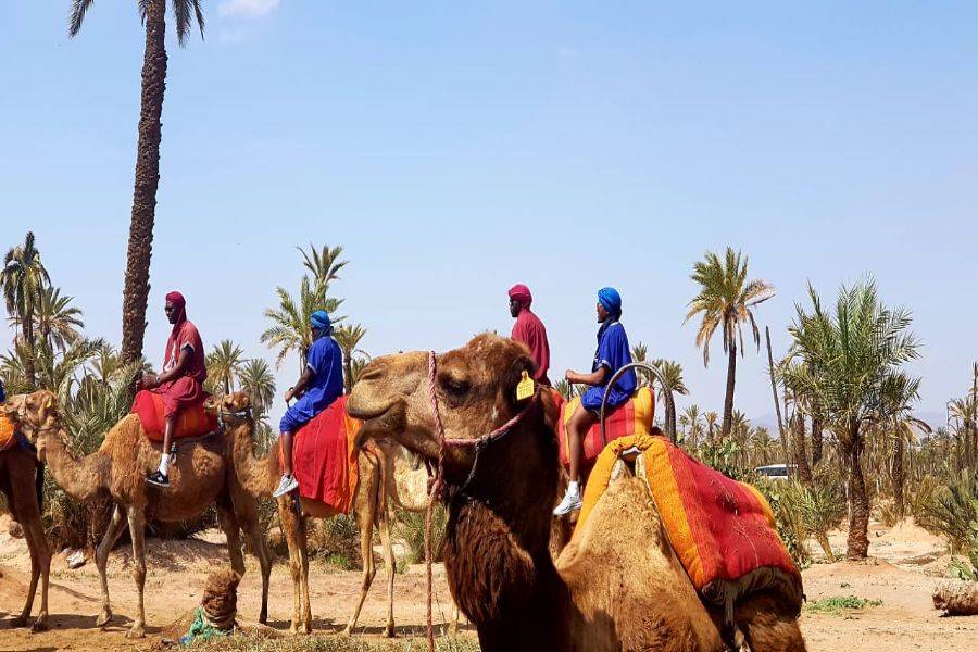 Kameelrit en quad in Marrakech Palmeraie