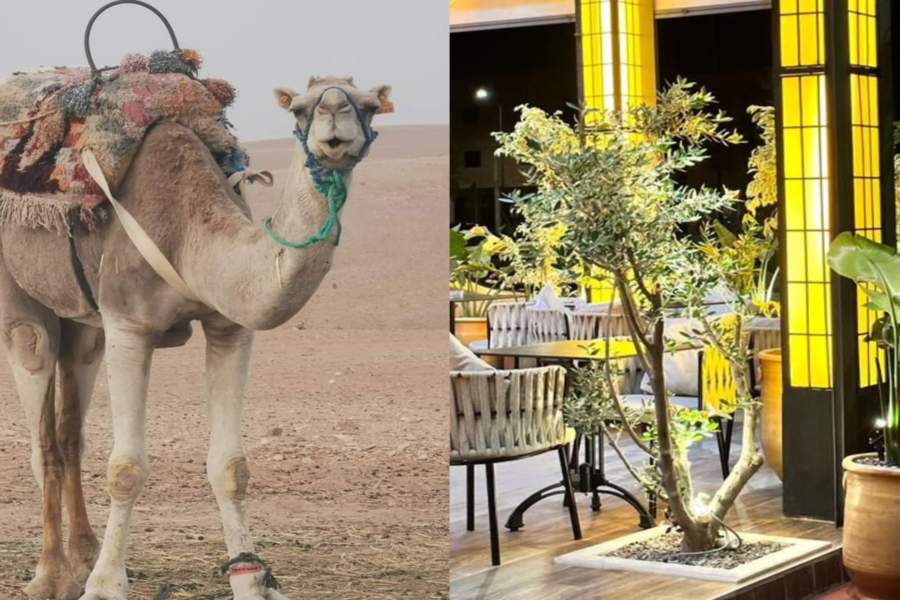 Kameelrijden bij zonsondergang in de Agafay-woestijn en diner in Chouf L'Or in Marrakech