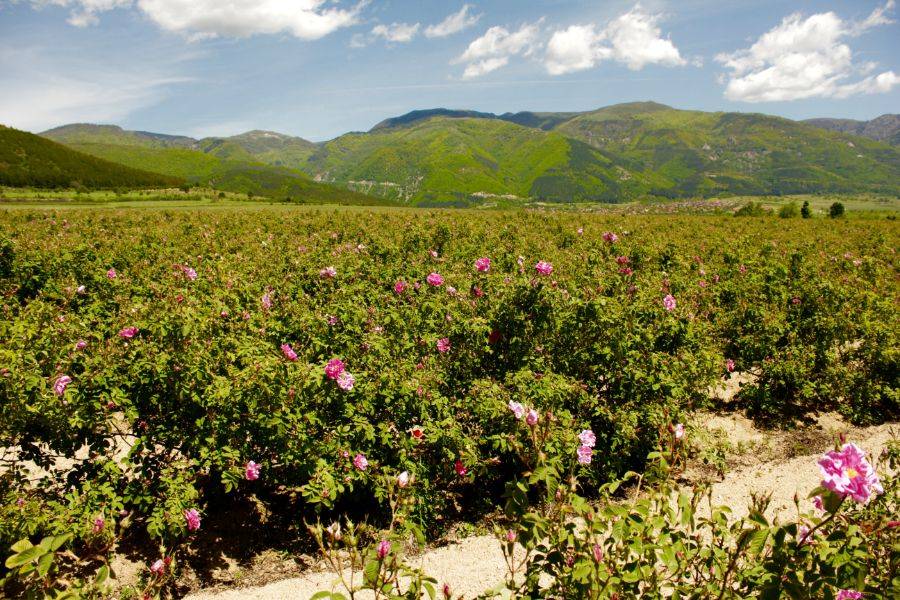 Fez Desert Tour 5 dagen naar Marrakech