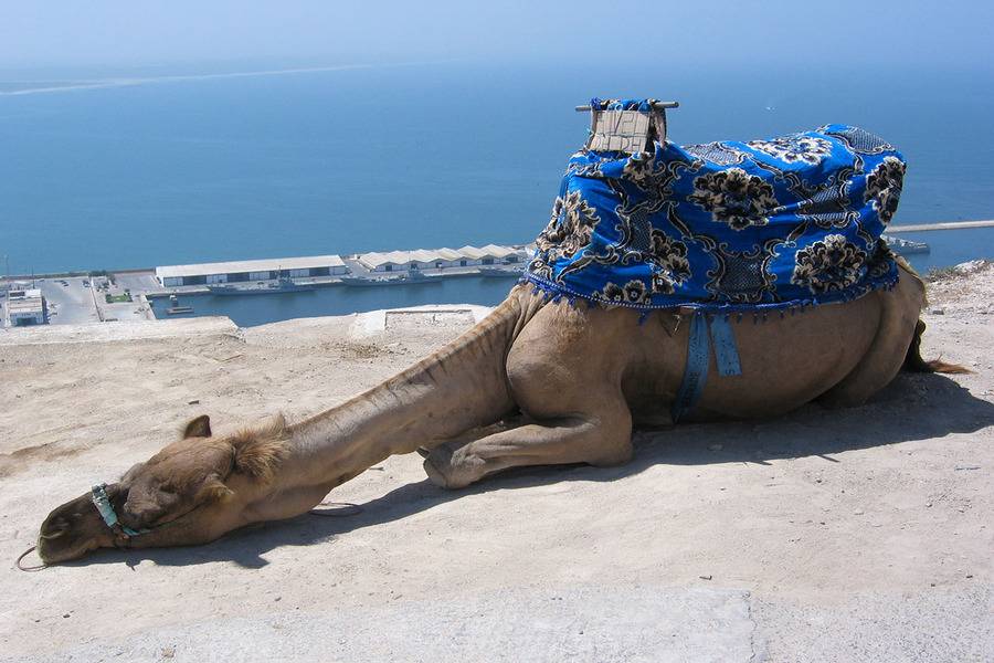 Dagtrip naar Agadir vanuit Marrakech