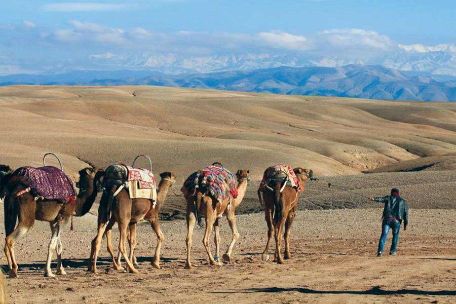 Kameelrijden bij zonsondergang in de Agafay-woestijn en diner in Chouf L'Or in Marrakech