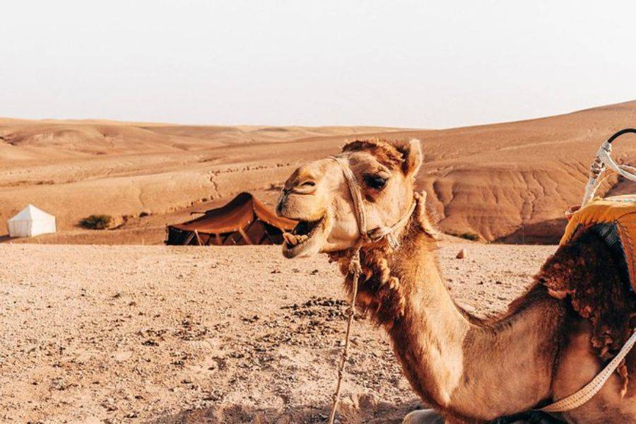 Camel Ride & Quad Bike Experience in Agafay Rocky Desert