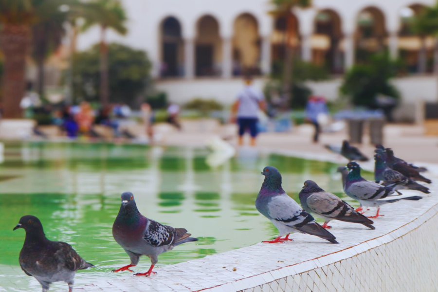 Gita di un giorno a Casablanca da Marrakech